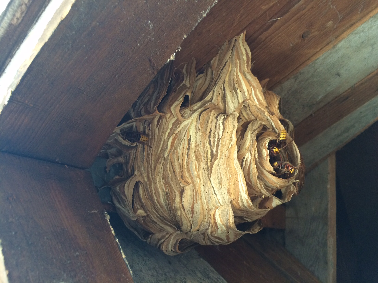 Uhrurm Hornissen Nest